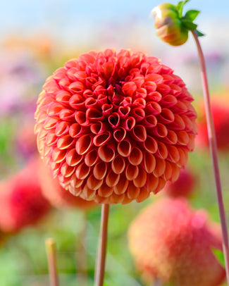 Dahlia 'Copperboy' Dahlia 'Copperboy'