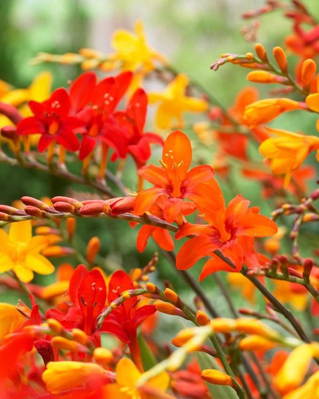 Crocosmia 'Mixed'