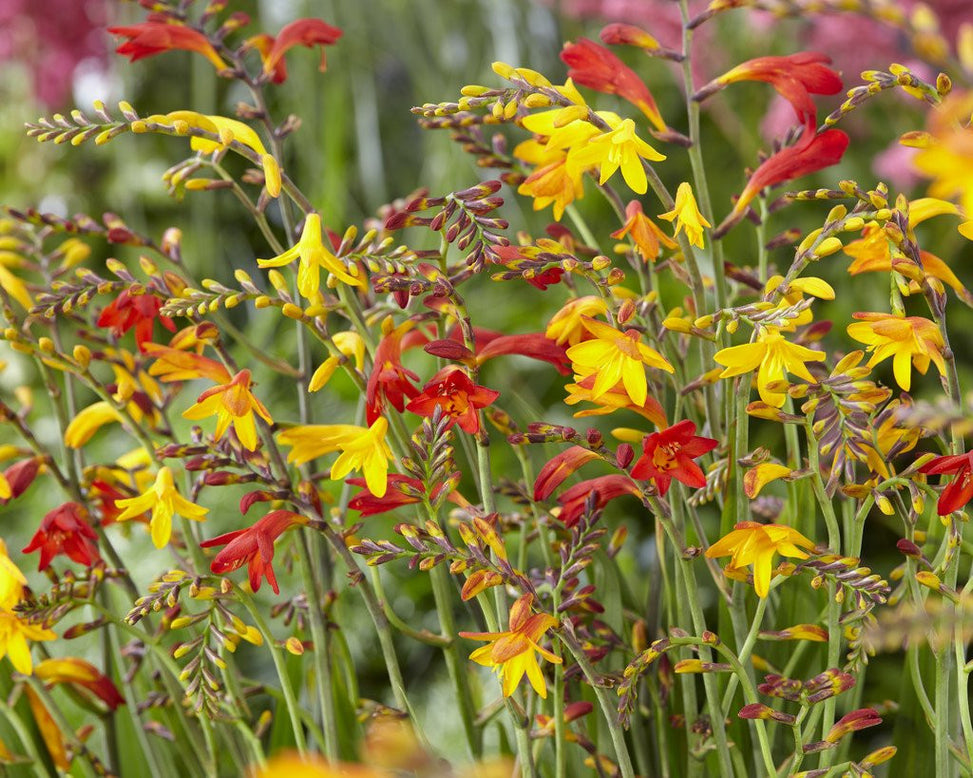 Crocosmia 'Mixed'