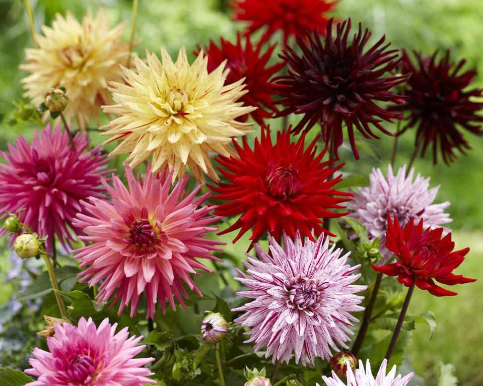 Dahlia collection 'Cactus Mixed'