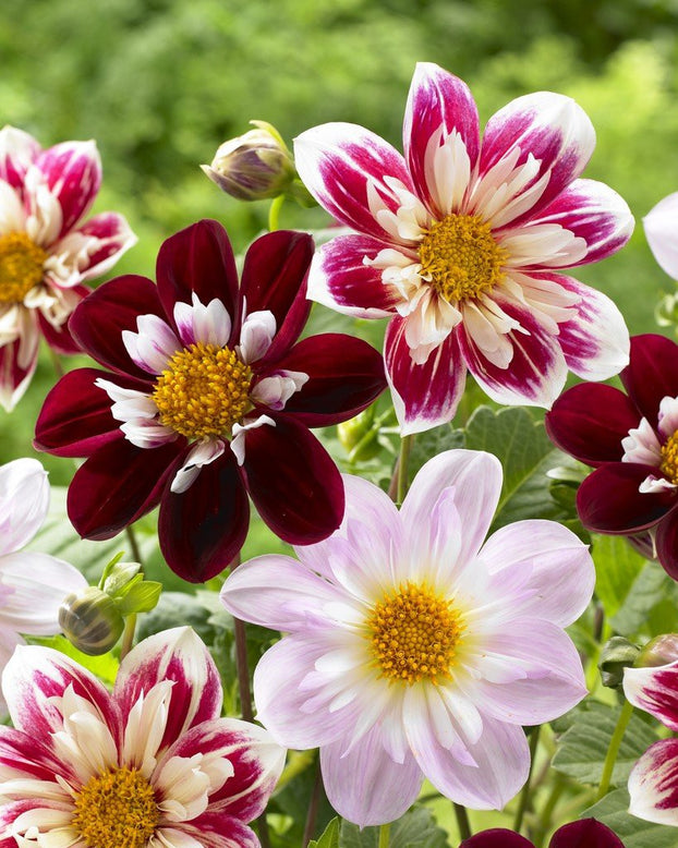 Dahlia collection 'Pret à Collarette'