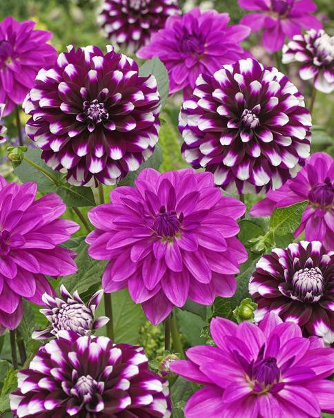 Dahlia collection 'Darling Harbour'