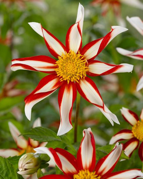 Dahlia 'Windmill'