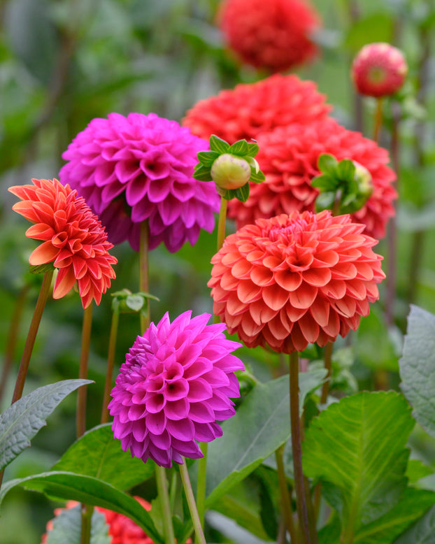 Dahlia 'Brown Sugar'