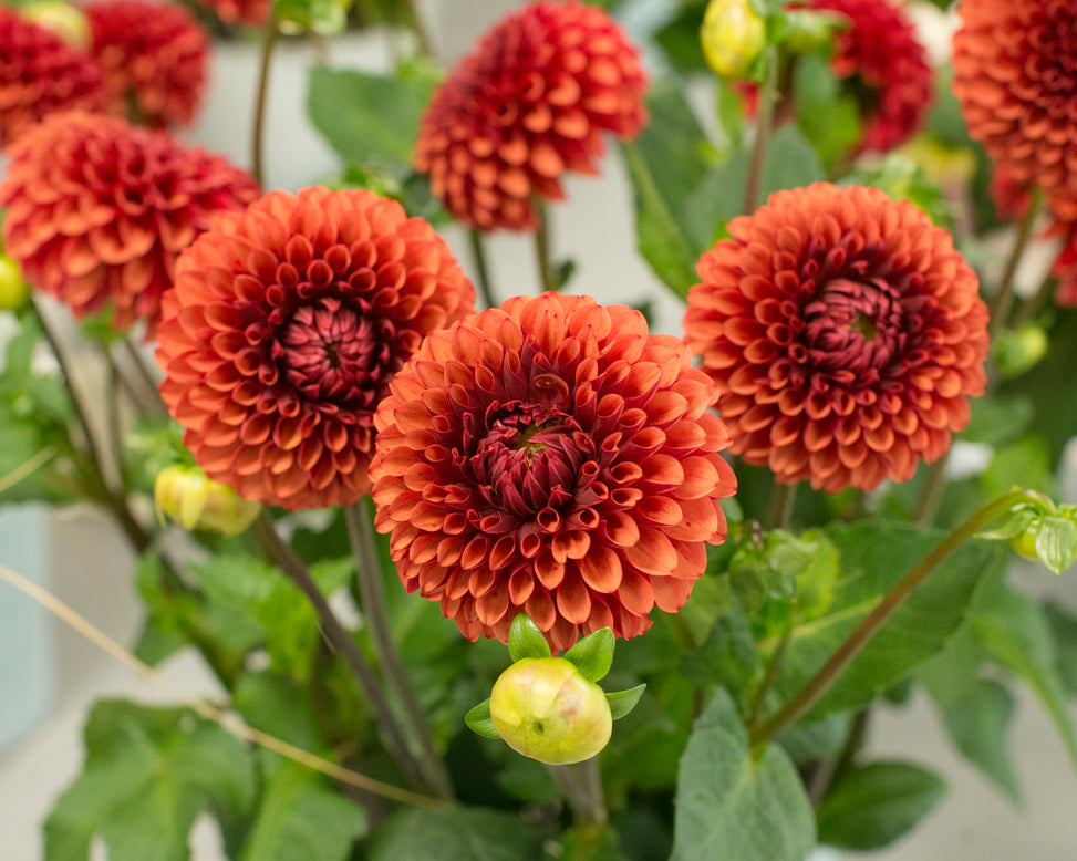 Dahlia 'Brown Sugar'