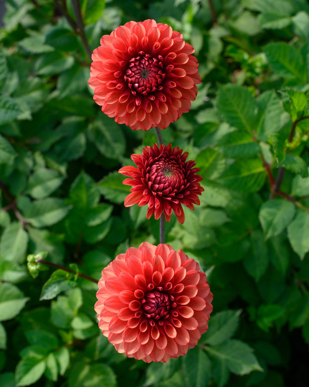 Dahlia 'Brown Sugar'