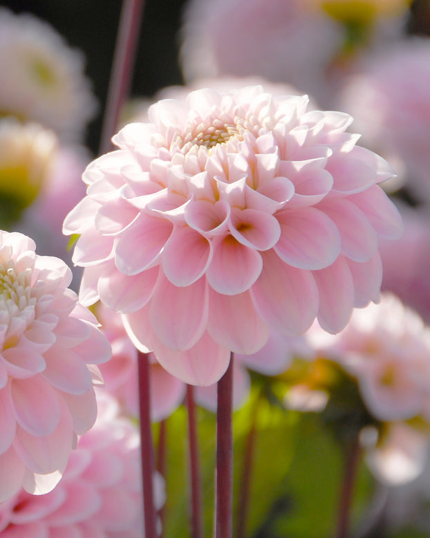 Dahlia 'Wizard of Oz'