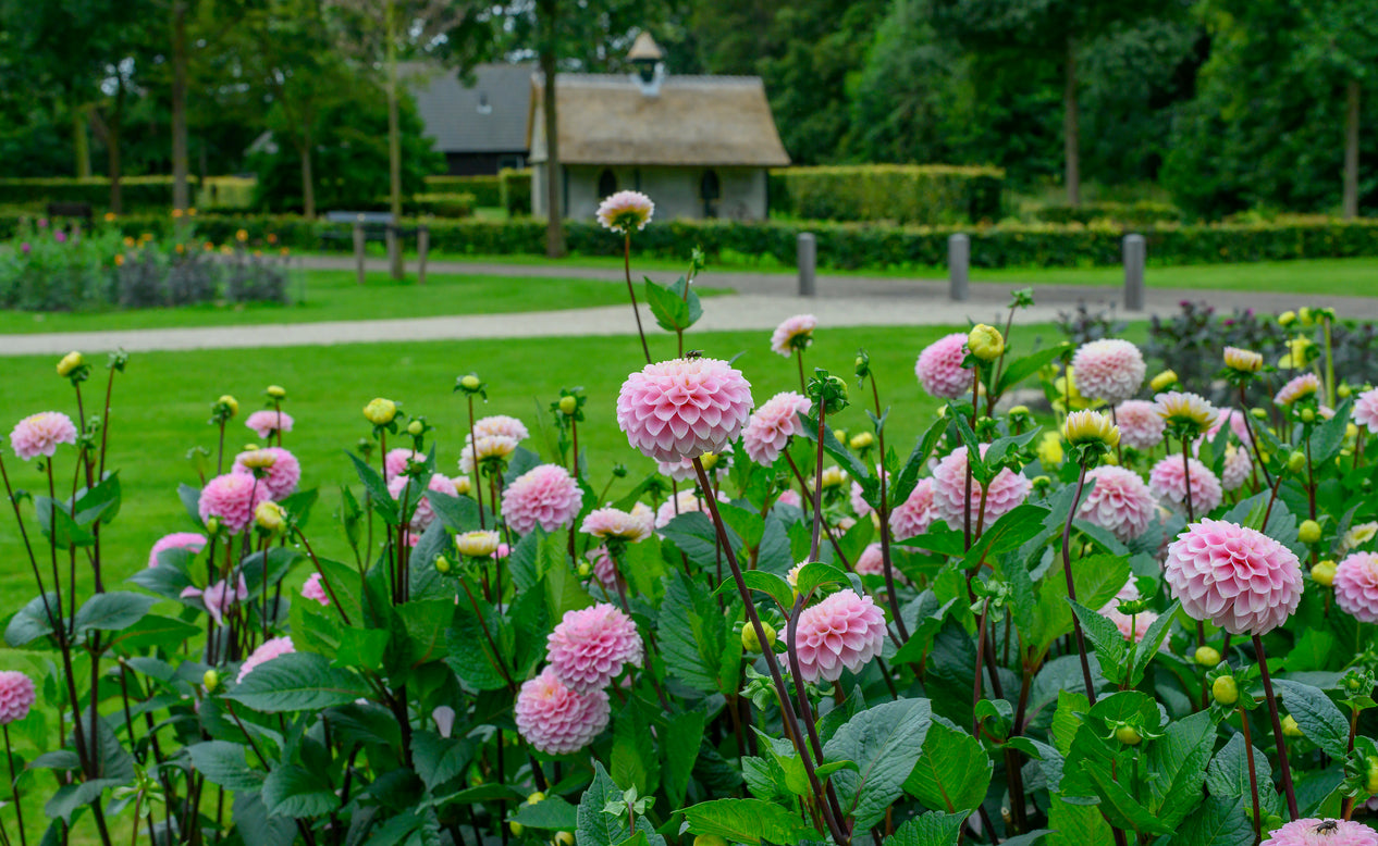 Dahlia 'Wizard of Oz'