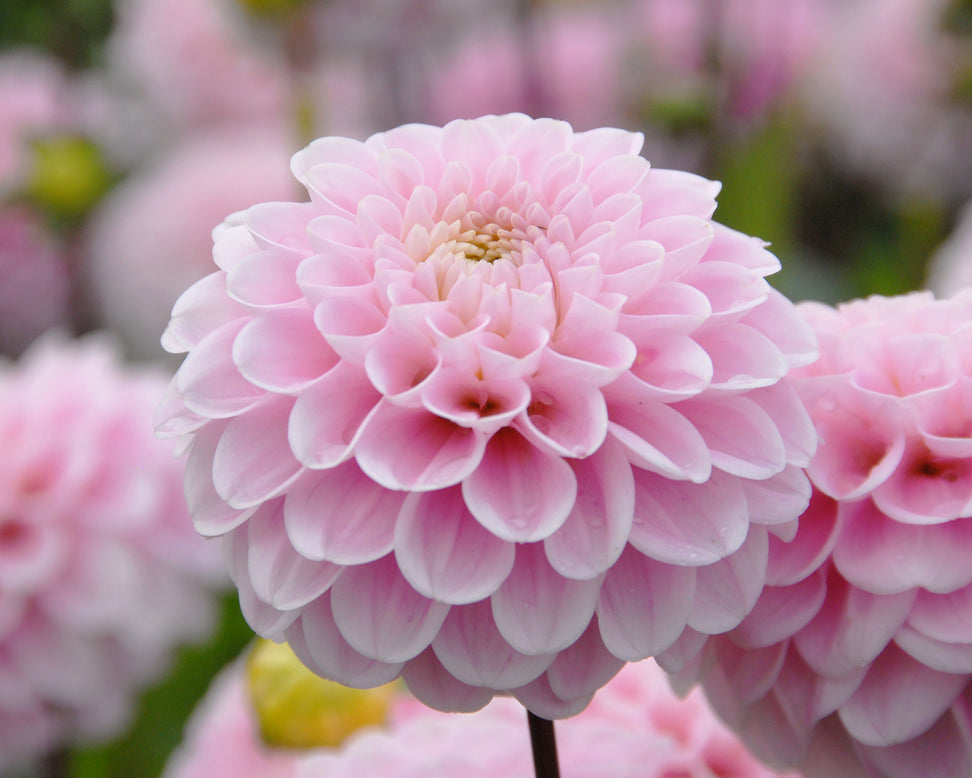 Dahlia 'Wizard of Oz'