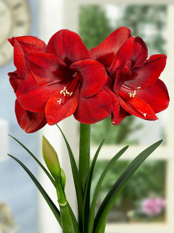Amaryllis 'Carmen'