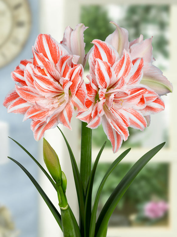 Amaryllis 'Dancing Queen'