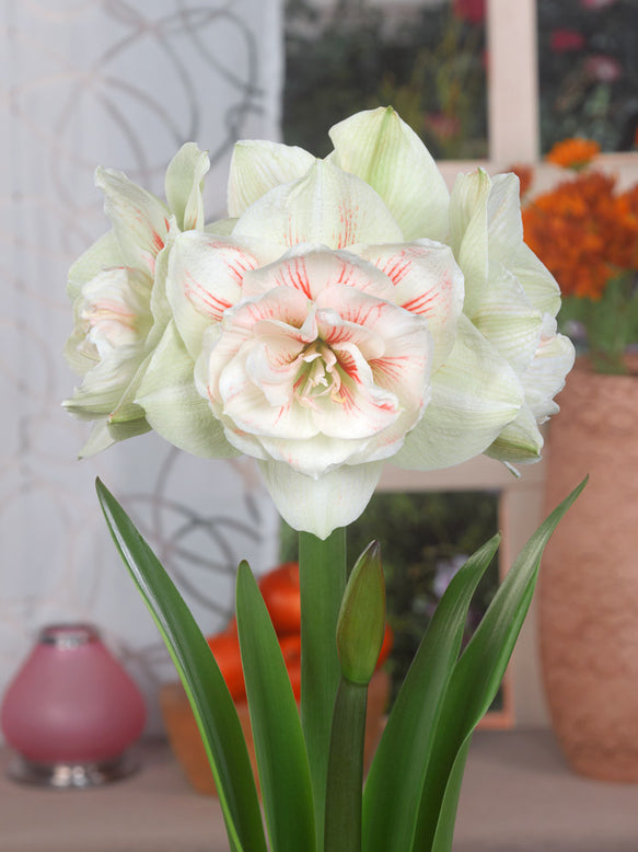 Amaryllis 'Nymph'
