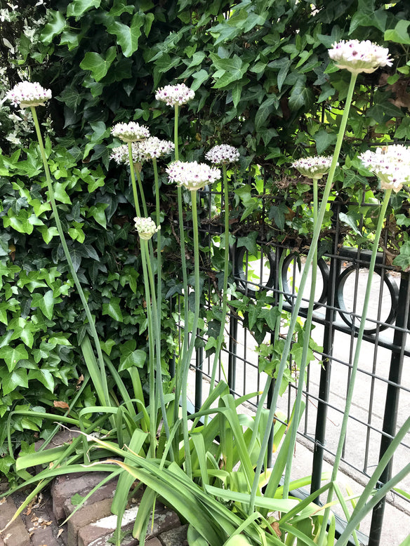 Allium 'Silver Spring'