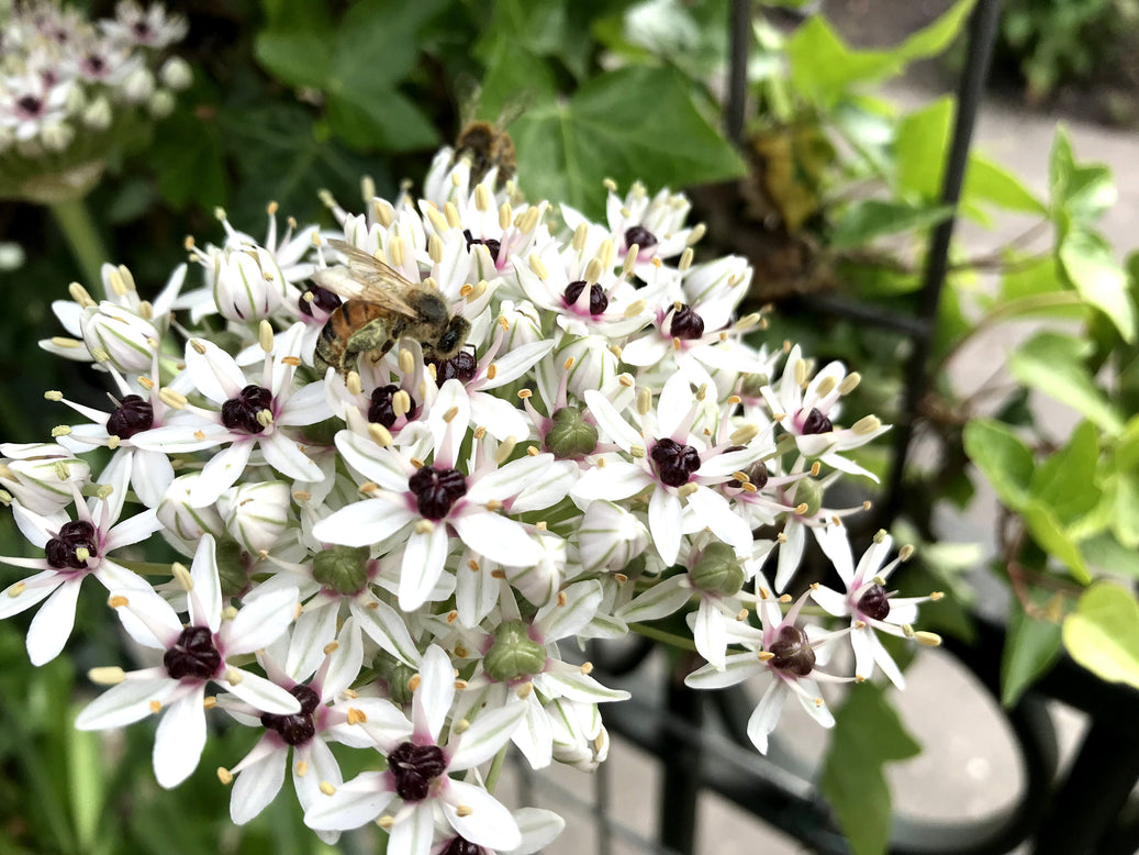 Allium 'Silver Spring'