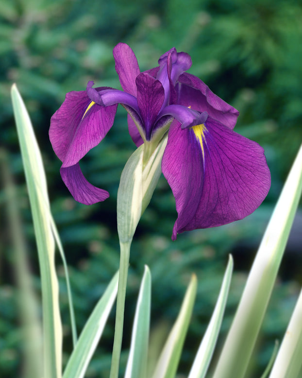 Iris ensata 'Variegata'
