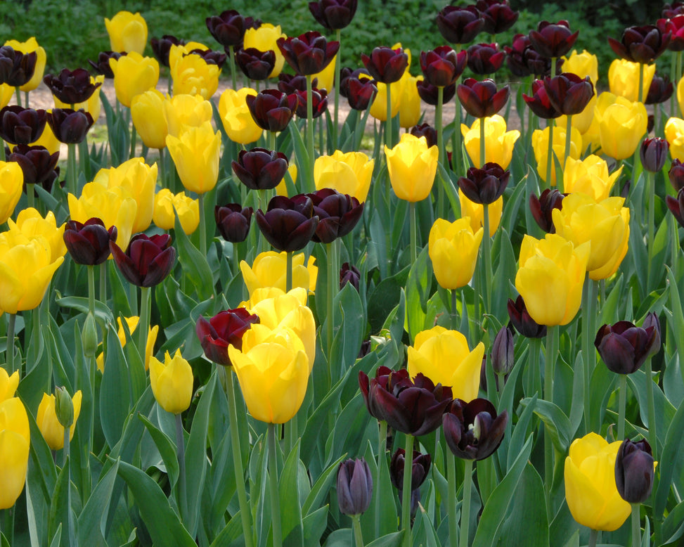 Flower BulbsStrong Gold Bulbs UK - 2