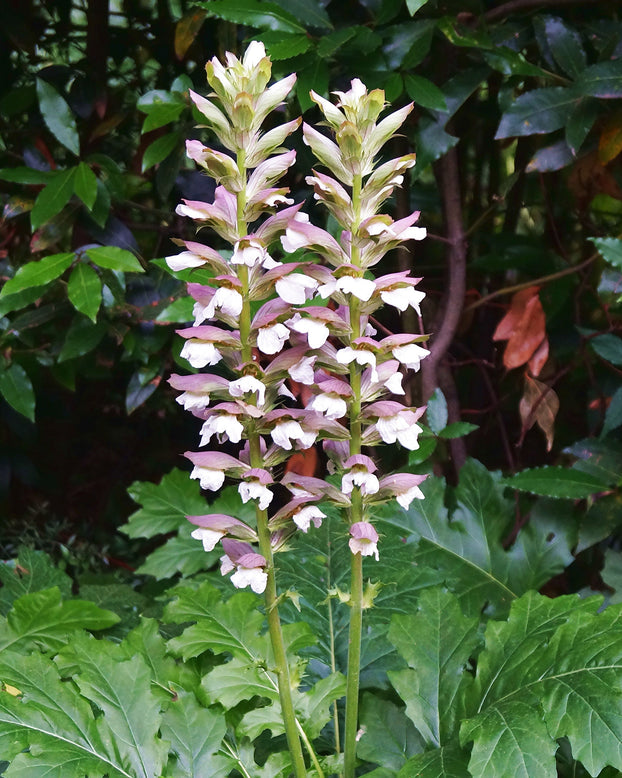 Acanthus 'White Lips'