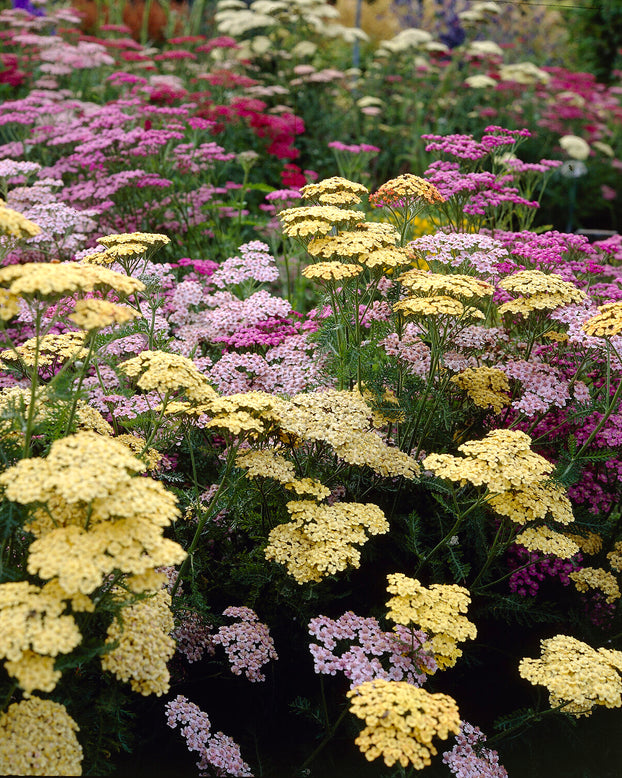 Achillea 'Summer Pastels'