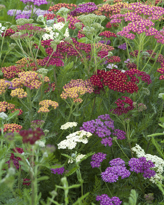 Achillea 'Summer Pastels'