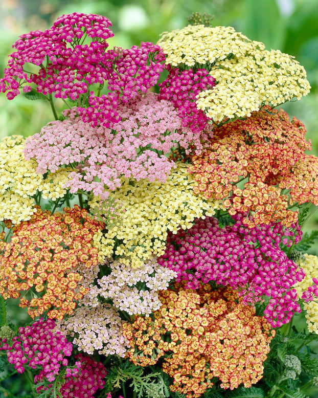 Achillea 'Summer Pastels'