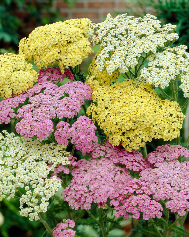 Achillea 'Summer Pastels'