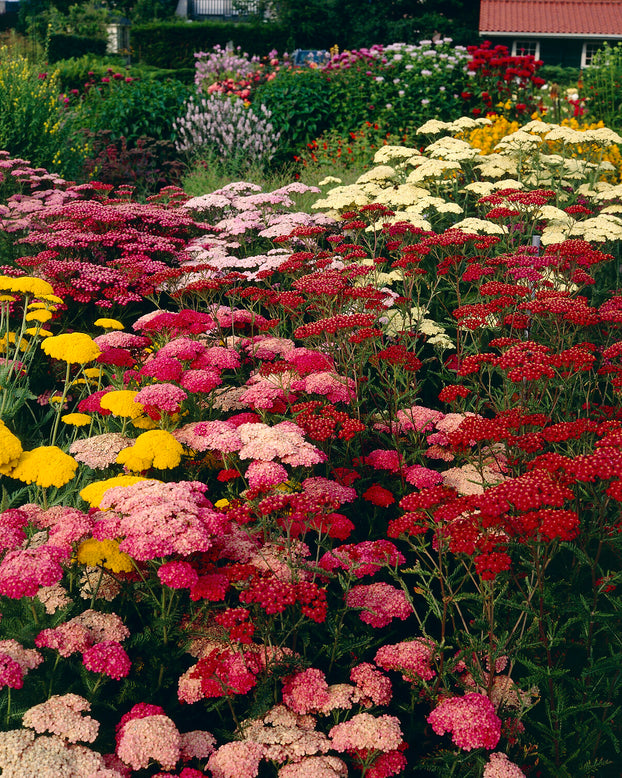 Achillea 'Summer Pastels'