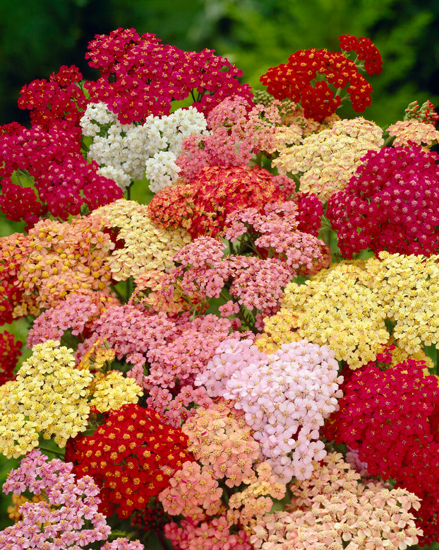 Achillea 'Summer Pastels'