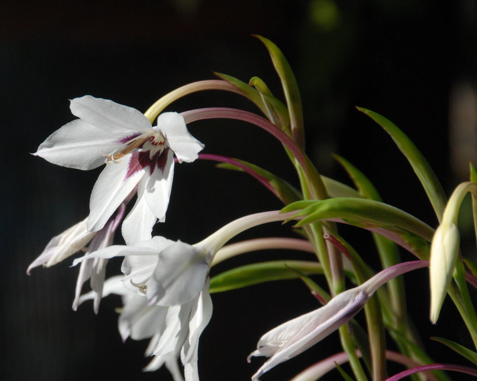 Acidanthera murielae