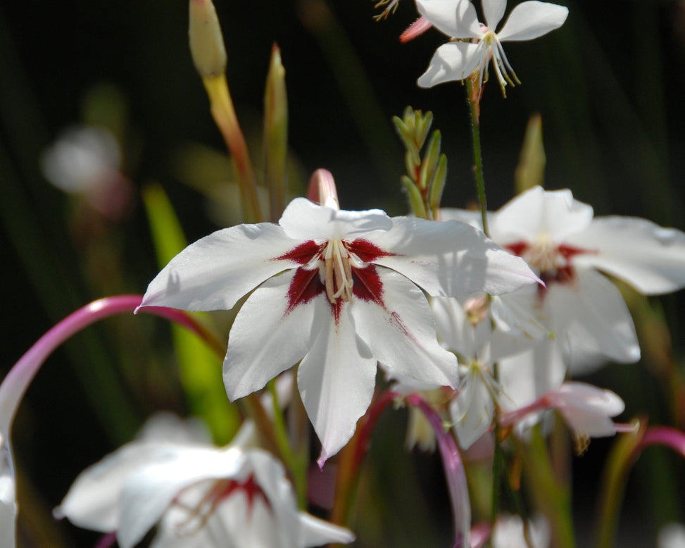Acidanthera murielae