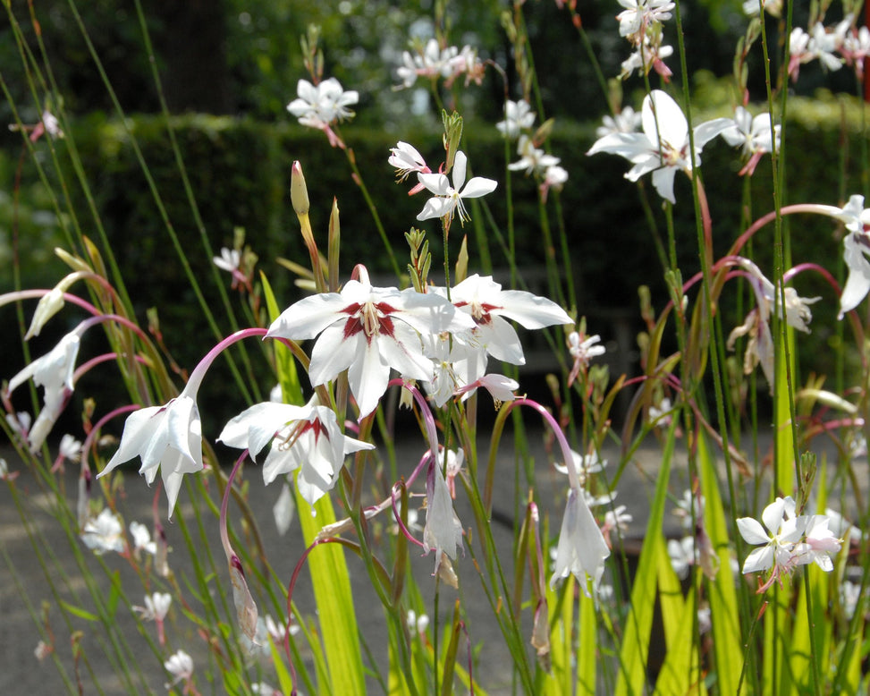Acidanthera murielae