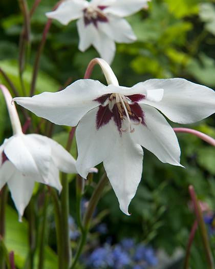 Acidanthera murielae