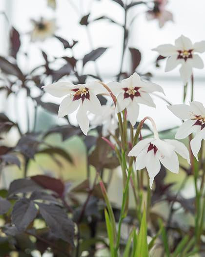 Acidanthera murielae