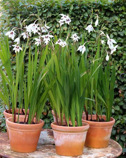 Gladiolus murielae