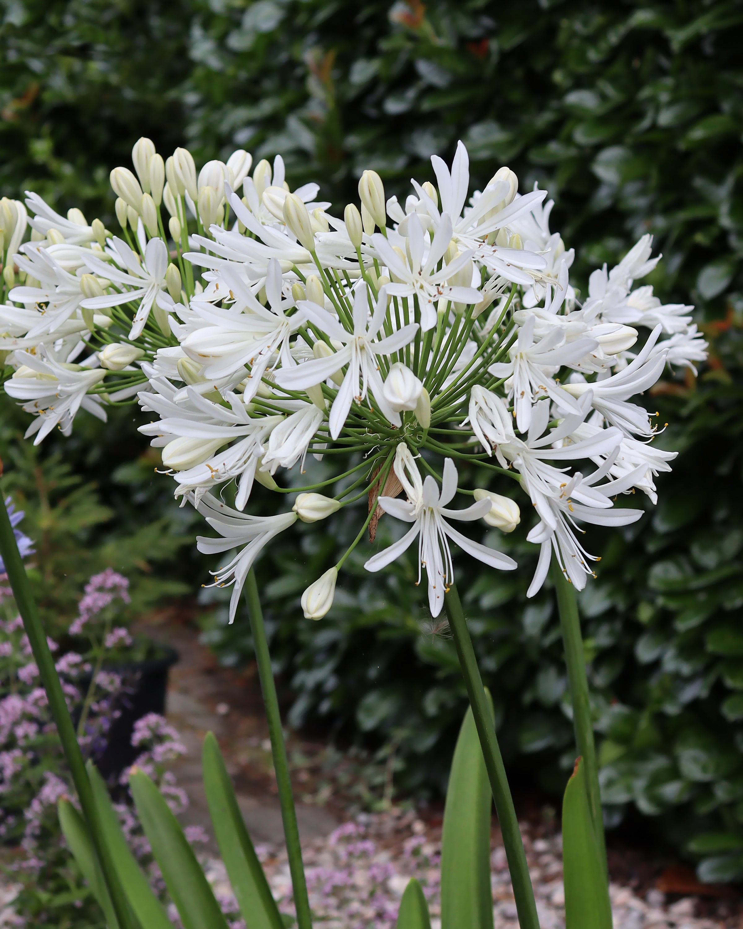 Bare Roots Uk African Lily