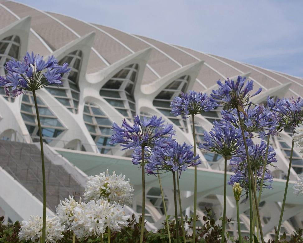 Agapanthus umbellatus