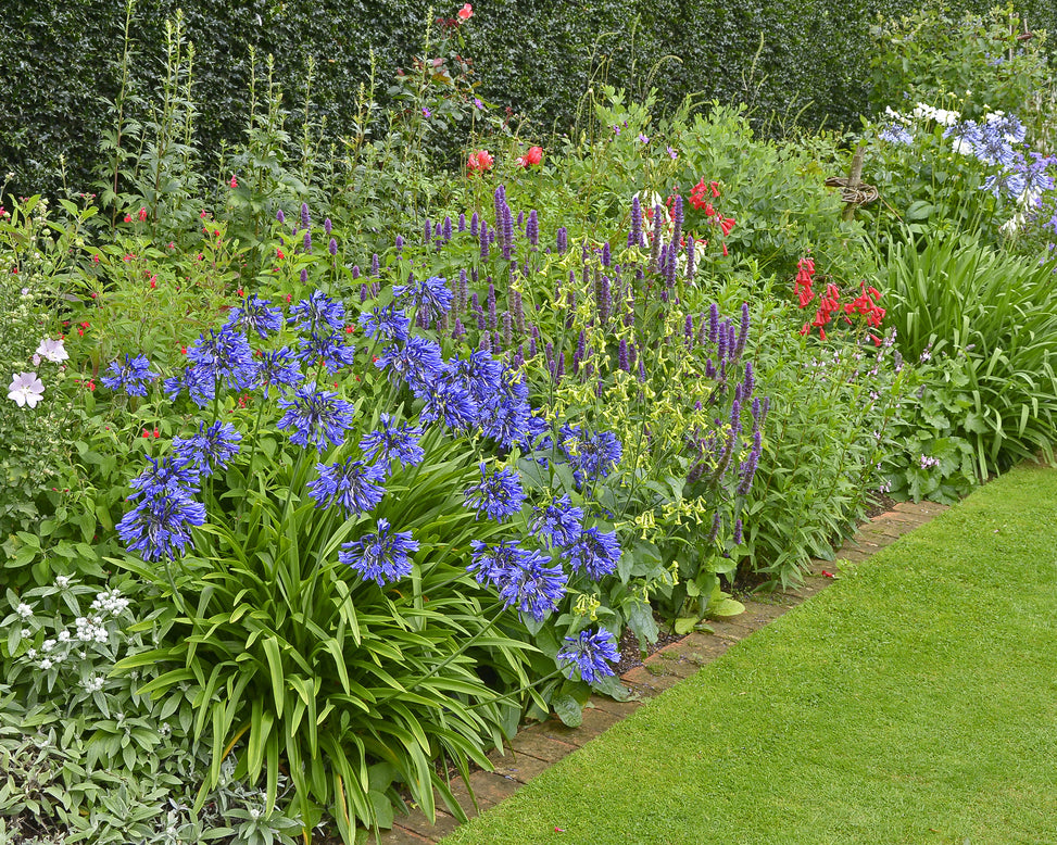 Agapanthus umbellatus 'XXL'