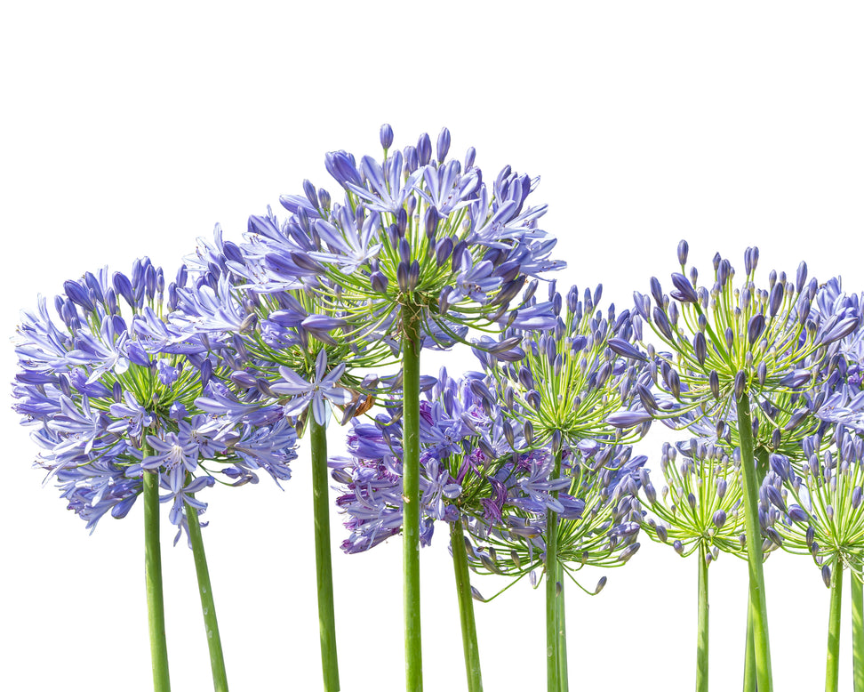 Agapanthus 'Stockholm'