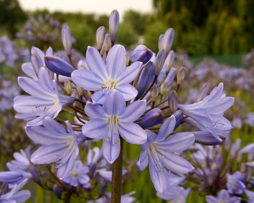 Agapanthus 'Stockholm'