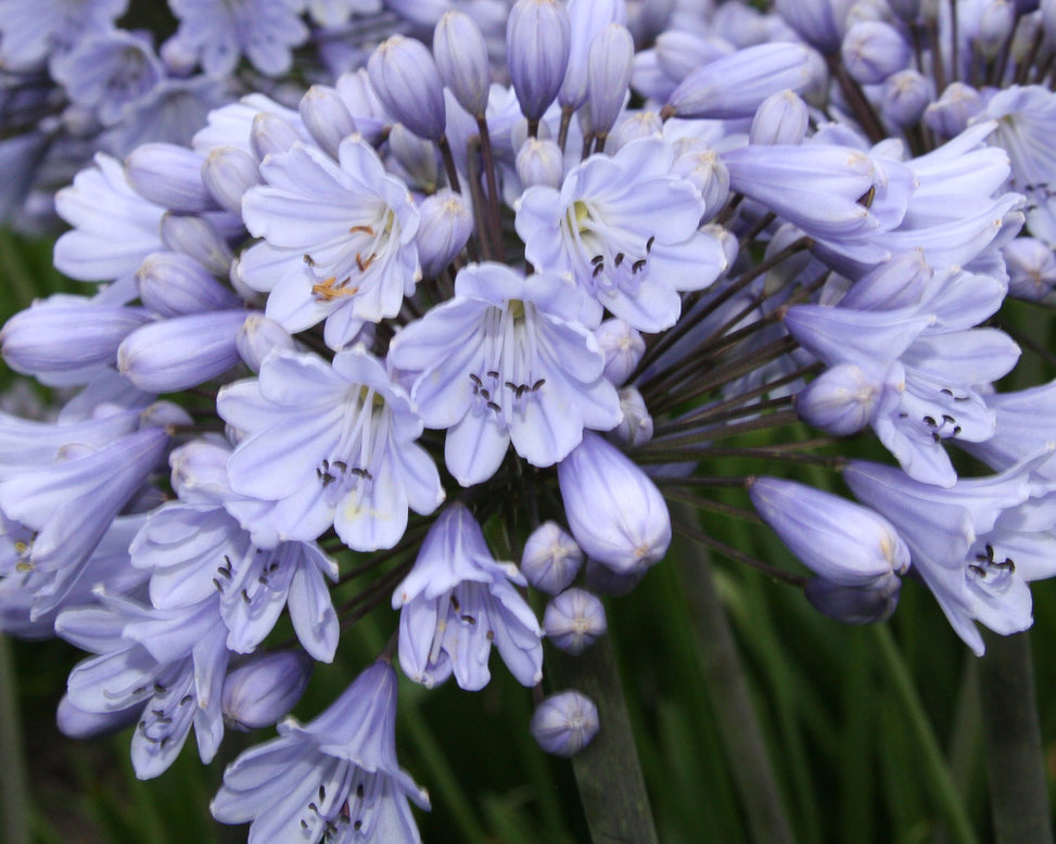 Agapanthus 'Stockholm'