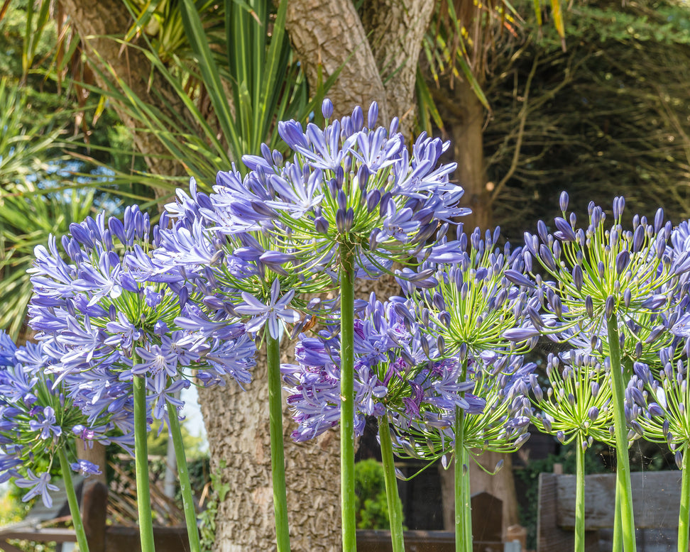 Agapanthus 'Stockholm'