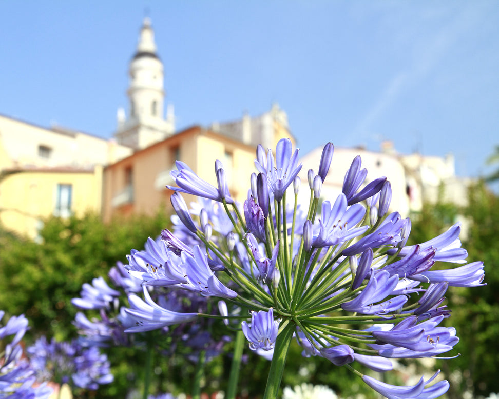 Agapanthus 'Stockholm'
