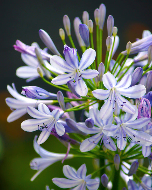 Agapanthus 'Stockholm'