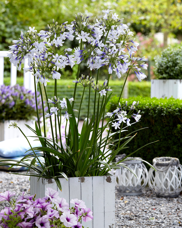 Agapanthus 'Twister'