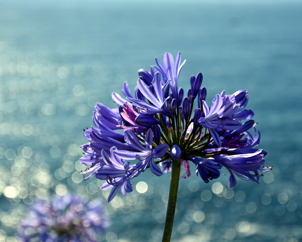 Agapanthus umbellatus