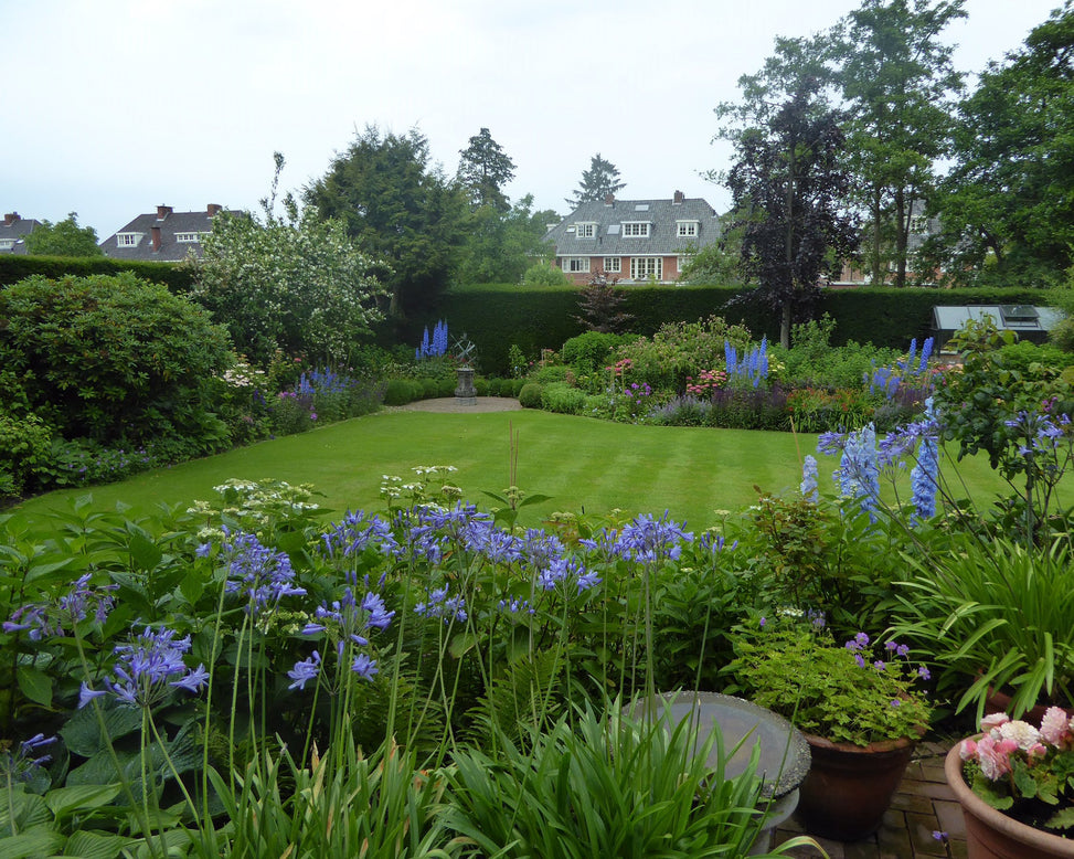 Agapanthus umbellatus