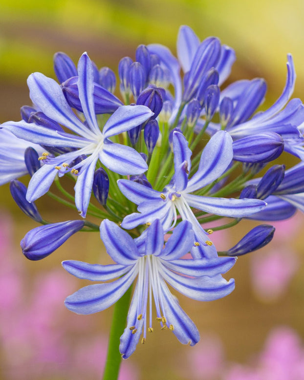 Agapanthus umbellatus