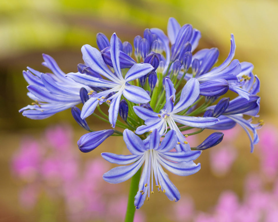 Agapanthus umbellatus