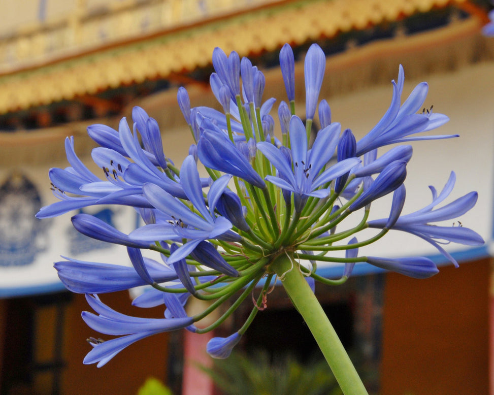 Agapanthus umbellatus