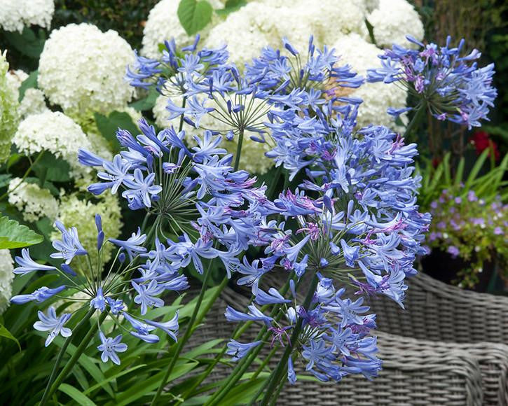 Agapanthus umbellatus