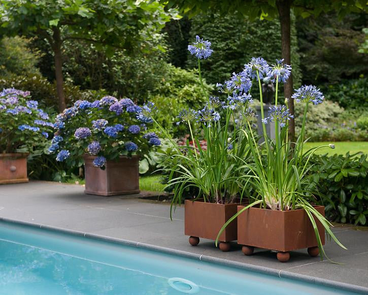 Agapanthus umbellatus